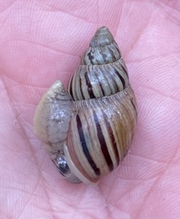 Bothriembryon kingii