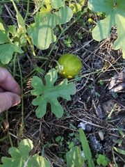 Citrullus colocynthis