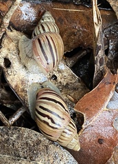 Bothriembryon kingii