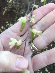 Corylopsis pauciflora