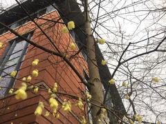 Corylopsis pauciflora