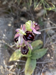 Ophrys ferrum-equinum