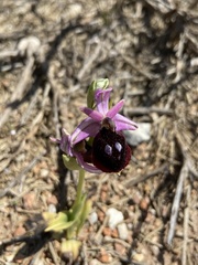 Ophrys ferrum-equinum