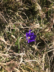 Gentiana pyrenaica
