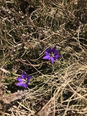 Gentiana pyrenaica