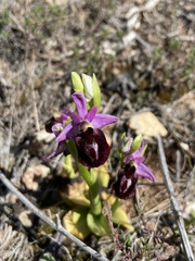Ophrys ferrum-equinum