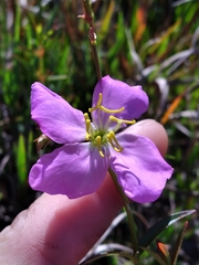 Rhexia mariana mariana