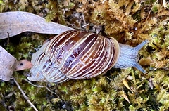 Bothriembryon kingii