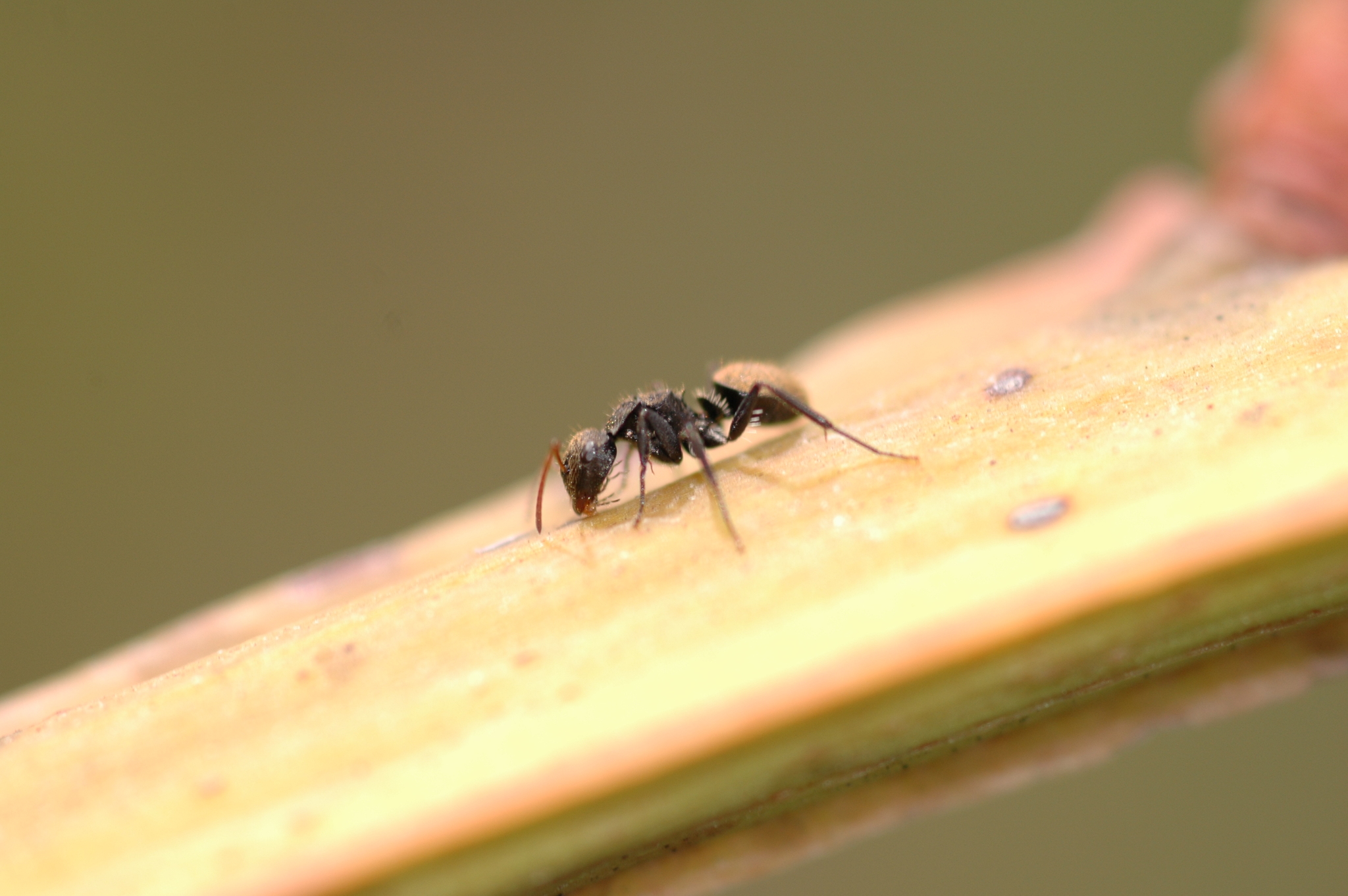 Camponotus saussurei