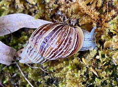 Bothriembryon kingii