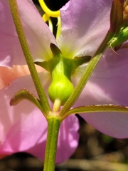 Rhexia mariana mariana