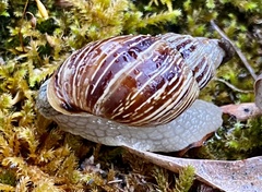 Bothriembryon kingii