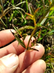 Rhexia mariana mariana