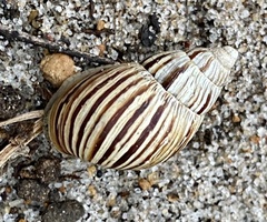 Bothriembryon kingii