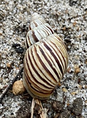 Bothriembryon kingii