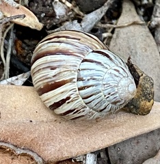 Bothriembryon kingii