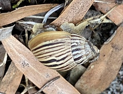 Bothriembryon kingii