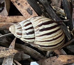 Bothriembryon kingii