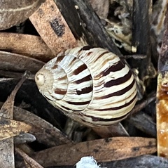 Bothriembryon kingii