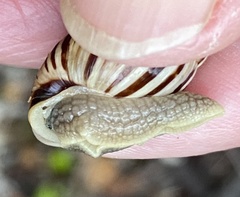 Bothriembryon kingii