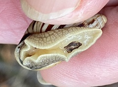 Bothriembryon kingii