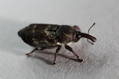 Mesoptiliinae