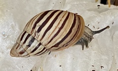 Bothriembryon kingii