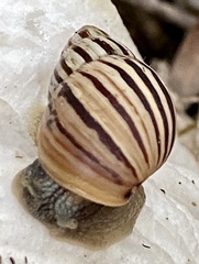 Bothriembryon kingii