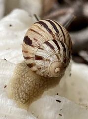 Bothriembryon kingii