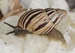 Bothriembryon kingii