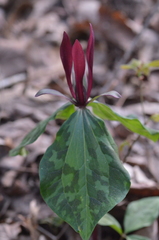 Trillium maculatum