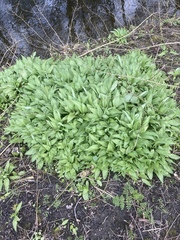 Allium ursinum