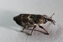 Mesoptiliinae