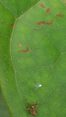 Cephalotes umbraculatus