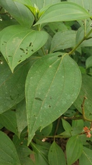 Miconia nervosa