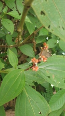 Miconia nervosa