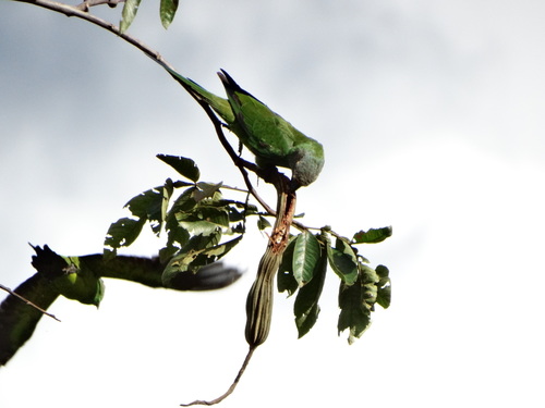 Dusky-headed Parakeet