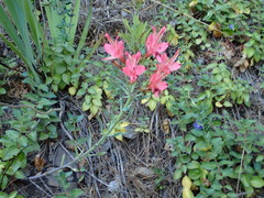 Alstroemeria ligtu ligtu