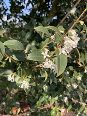 Osmanthus