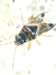 Ischnocoris flavipes