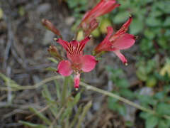 Alstroemeria ligtu ligtu