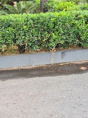 Buxus liukiuensis
