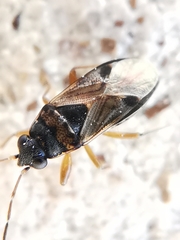 Ischnocoris flavipes