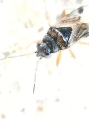 Ischnocoris flavipes