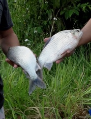 Prochilodus lineatus