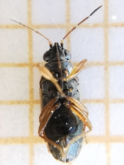 Ischnocoris flavipes