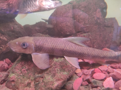 Naakte algeneter (Garra imberba) — Cyprinidae