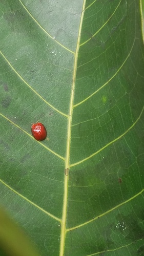 Calliaspis sachaensis