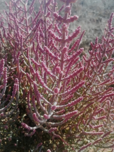 Christmas Glasswort (Salicornia terminalis)