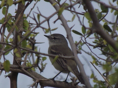 Serpophaga griseicapilla